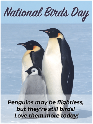 National bird Day - Love Penguins Too