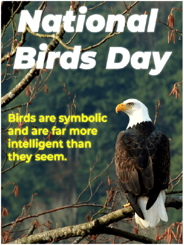 National bird Day - Birds Are Intelligent