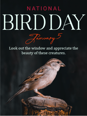 Appreciate Them – National Bird Day