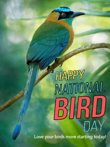 Bird Watching – National Bird Day